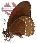 Papilio canopus ssp. buysi (A-)
