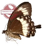 Papilio canopus ssp. canopinus