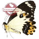 Papilio euchenor ssp. naucles (A2)