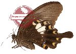 Papilio fuscus ssp. pertinax (A2)