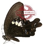 Papilio fuscus ssp. wasiensis