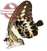 Papilio gigon ssp. gigon (A-)