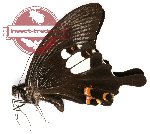 Papilio helenus ssp. enganius