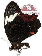 Papilio inopinatus ssp? (A-)