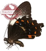Papilio inopinatus ssp? (A-)