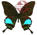 Papilio karna ssp. discordia