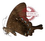 Papilio lorquinianus ssp. ochoco