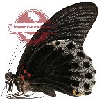 Papilio memnon ssp. (A-)