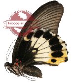 Papilio memnon ssp. (A-)