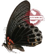 Papilio memnon ssp. anceus? (A-)