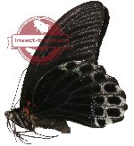 Papilio memnon ssp. bungaramemnon (A2)