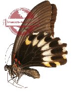 Papilio memnon ssp. clathratus