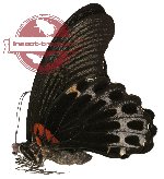 Papilio memnon ssp. extremus (A2)