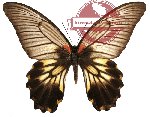 Papilio memnon ssp. merapu