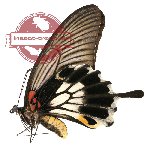 Papilio memnon ssp.? (A-) tale
