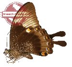 Papilio palinurus ssp. vega (AA-)
