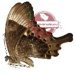 Papilio peranthus ssp. baweanus (AA-)