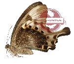 Papilio peranthus ssp. baweanus