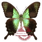 Papilio peranthus ssp. transiens (20 pcs A-)
