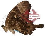 Papilio peranthus ssp. wangiwangiensis (A2)
