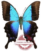 Papilio pericles (A-)
