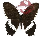 Papilio polytes ssp. theseus (2 pcs A-)