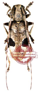 Monochamus bimaculatus (A-)