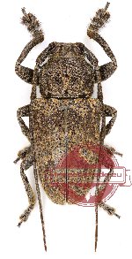 Cerambycidae sp. 32