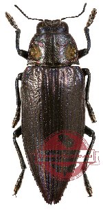 Chrysodema (Pseudochrysodema) laevipennis - black (A2)