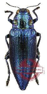Chrysodema (Pseudochrysodema) laevipennis - blue