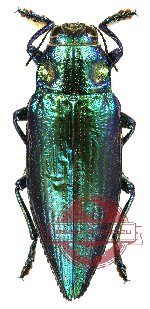 Chrysodema (Pseudochrysodema) laevipennis - green/blue