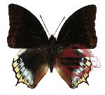Charaxes eurialus (A-)