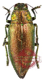Chrysodema (Pseudochrysodema) sp. 9