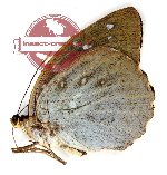 Lexias immaculata (A2)