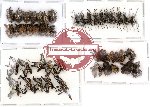 Scientific lot no. 42 Curculionidae (45 pcs)