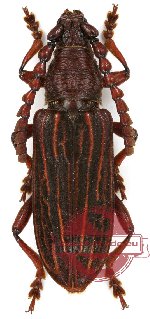 Pachylocerus sulcatus