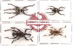 Scientific lot no. 40 Curculionidae (4 pcs)