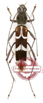 Demonax alboantennatus