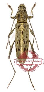 Demonax pseudonotabilis