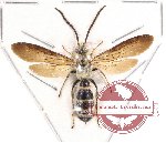 Scoliidae sp. 9 (SPREAD) (10 pcs)