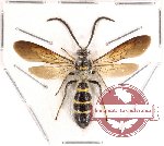Scoliidae sp. 10 (SPREAD)