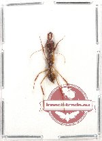 Odontomachus rixosus