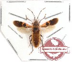 Heteroptera sp. 54 (SPREAD)