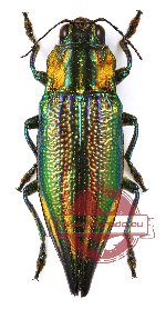 Cyphogastra (s.str.) impresipennis