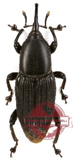 Curculionidae sp. 44 (brown or black form) (5 pcs)