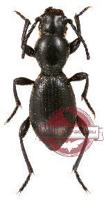 Tenebrionidae sp. 25