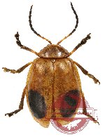 Chrysomelidae sp. 39