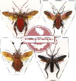 Scientific lot no. 56 Coreidae - large species (4 pcs)