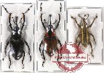 Scientific lot no. 43 Curculionidae (3 pcs)