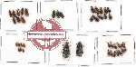 Scientific lot no. 65 Carabidae (43 pcs)